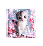 リアルにゃんこ （♥篇）（個別スタンプ：8）