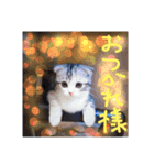 リアルにゃんこ(お仕事篇)（個別スタンプ：1）