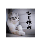 リアルにゃんこ(お仕事篇)（個別スタンプ：2）
