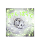 リアルにゃんこ(お仕事篇)（個別スタンプ：3）
