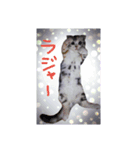 リアルにゃんこ(お仕事篇)（個別スタンプ：6）