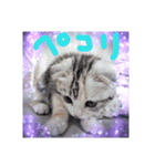 リアルにゃんこ(お仕事篇)（個別スタンプ：7）