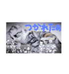 リアルにゃんこ(お仕事篇)（個別スタンプ：8）
