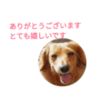 ダックスフンドあめ子（個別スタンプ：10）