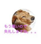 ダックスフンドあめ子（個別スタンプ：13）