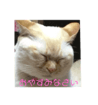 猫ねこスタンプ（個別スタンプ：1）