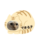 猫ねこスタンプ（個別スタンプ：5）