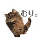 おじゃという名のねこ。（個別スタンプ：4）