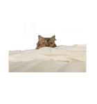 おじゃという名のねこ。（個別スタンプ：5）