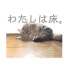 おじゃという名のねこ。（個別スタンプ：6）