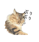 おじゃという名のねこ。（個別スタンプ：7）