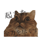 おじゃという名のねこ。（個別スタンプ：8）