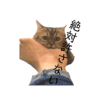 おじゃという名のねこ。（個別スタンプ：9）
