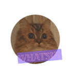 おじゃという名のねこ。（個別スタンプ：11）