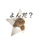 おじゃという名のねこ。（個別スタンプ：12）