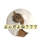 おじゃという名のねこ。（個別スタンプ：13）