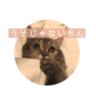 おじゃという名のねこ。（個別スタンプ：14）