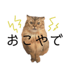 おじゃという名のねこ。（個別スタンプ：15）