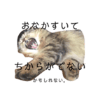 おじゃという名のねこ。（個別スタンプ：16）