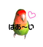 インコのセセリくん4（個別スタンプ：2）