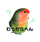 インコのセセリくん4（個別スタンプ：3）