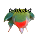 インコのセセリくん4（個別スタンプ：4）