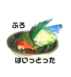 インコのセセリくん4（個別スタンプ：6）