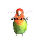 インコのセセリくん4（個別スタンプ：7）