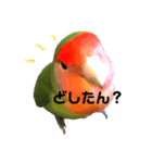 インコのセセリくん4（個別スタンプ：8）