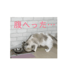 らんぴ！（個別スタンプ：12）