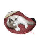 らんぴ！（個別スタンプ：13）