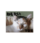 れんげと一緒（個別スタンプ：5）