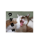 れんげと一緒（個別スタンプ：6）