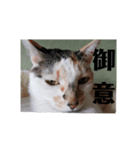れんげと一緒（個別スタンプ：7）