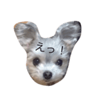 マルキーのえるん（個別スタンプ：1）