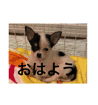 犬のピノ（個別スタンプ：1）