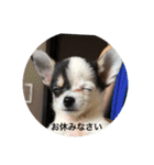 犬のピノ（個別スタンプ：2）