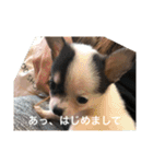犬のピノ（個別スタンプ：3）