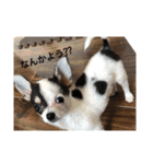 犬のピノ（個別スタンプ：5）