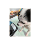 犬のピノ（個別スタンプ：6）