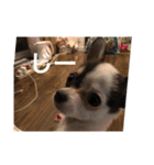 犬のピノ（個別スタンプ：7）