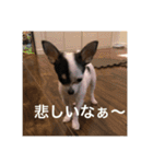 犬のピノ（個別スタンプ：8）