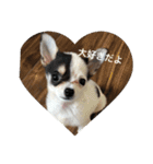 犬のピノ（個別スタンプ：9）