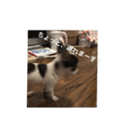 犬のピノ（個別スタンプ：11）