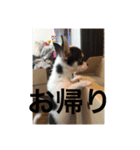 犬のピノ（個別スタンプ：12）