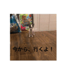 犬のピノ（個別スタンプ：14）