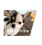 犬のピノ（個別スタンプ：15）