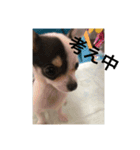 犬のピノ（個別スタンプ：16）