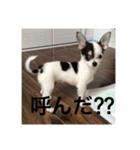 犬のピノ（個別スタンプ：17）
