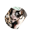 犬のピノ（個別スタンプ：19）